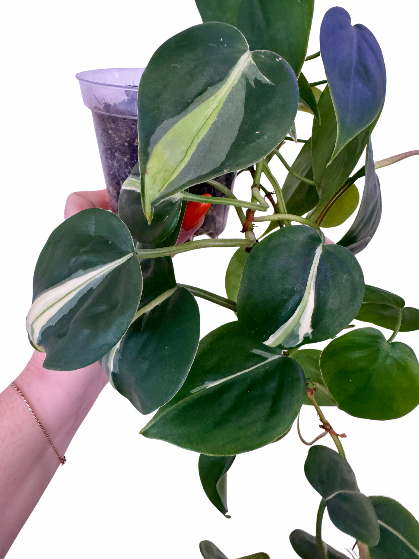 Philodendron Silver Stripe