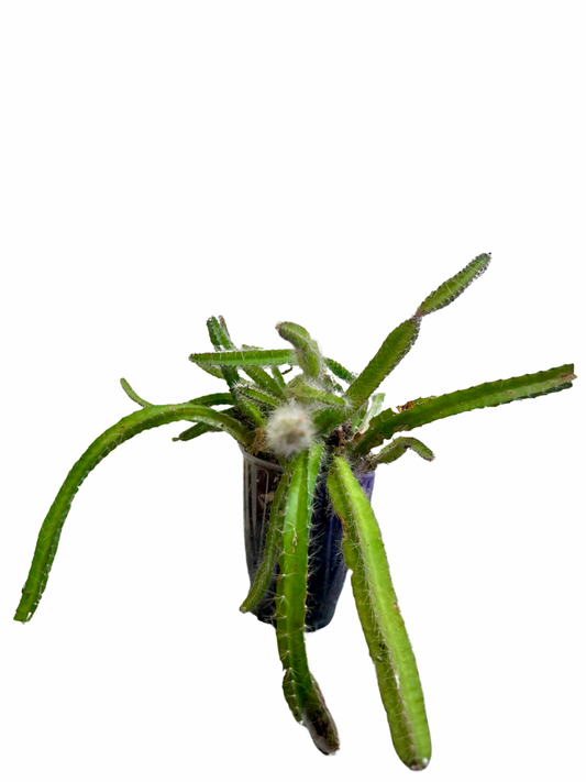 Grower’s Choice Dog Tail Cactus