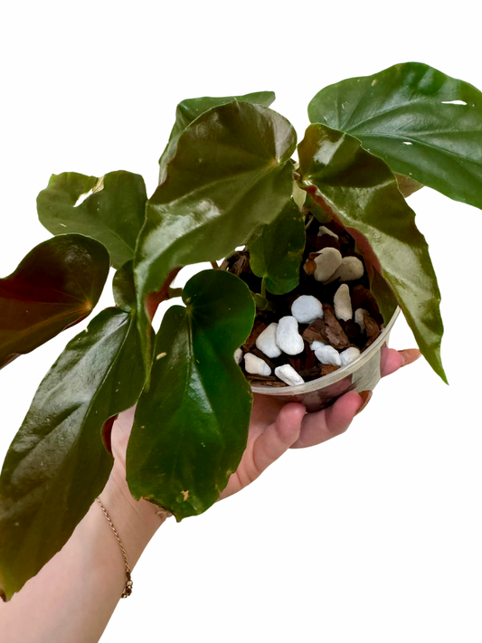 Begonia Castaway