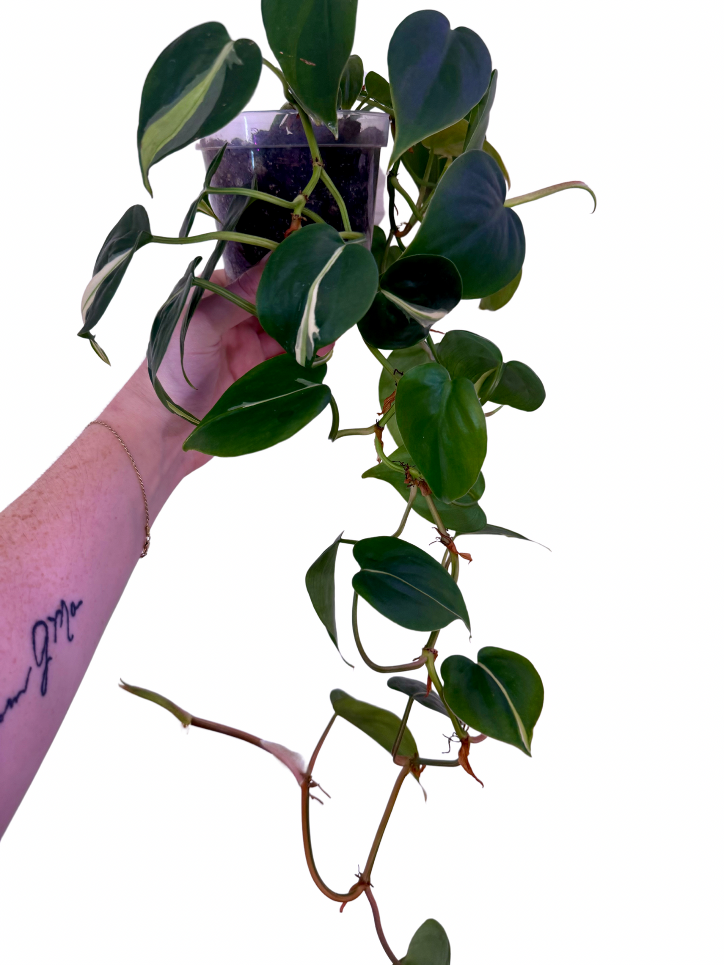 Philodendron Silver Stripe