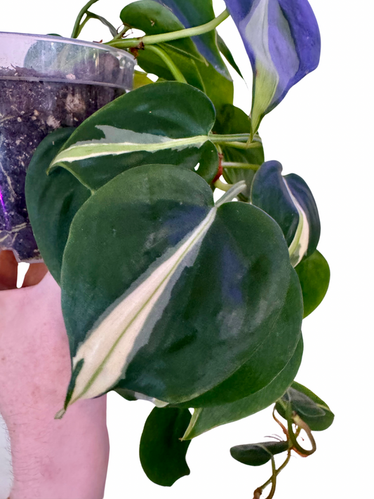 Philodendron Silver Stripe