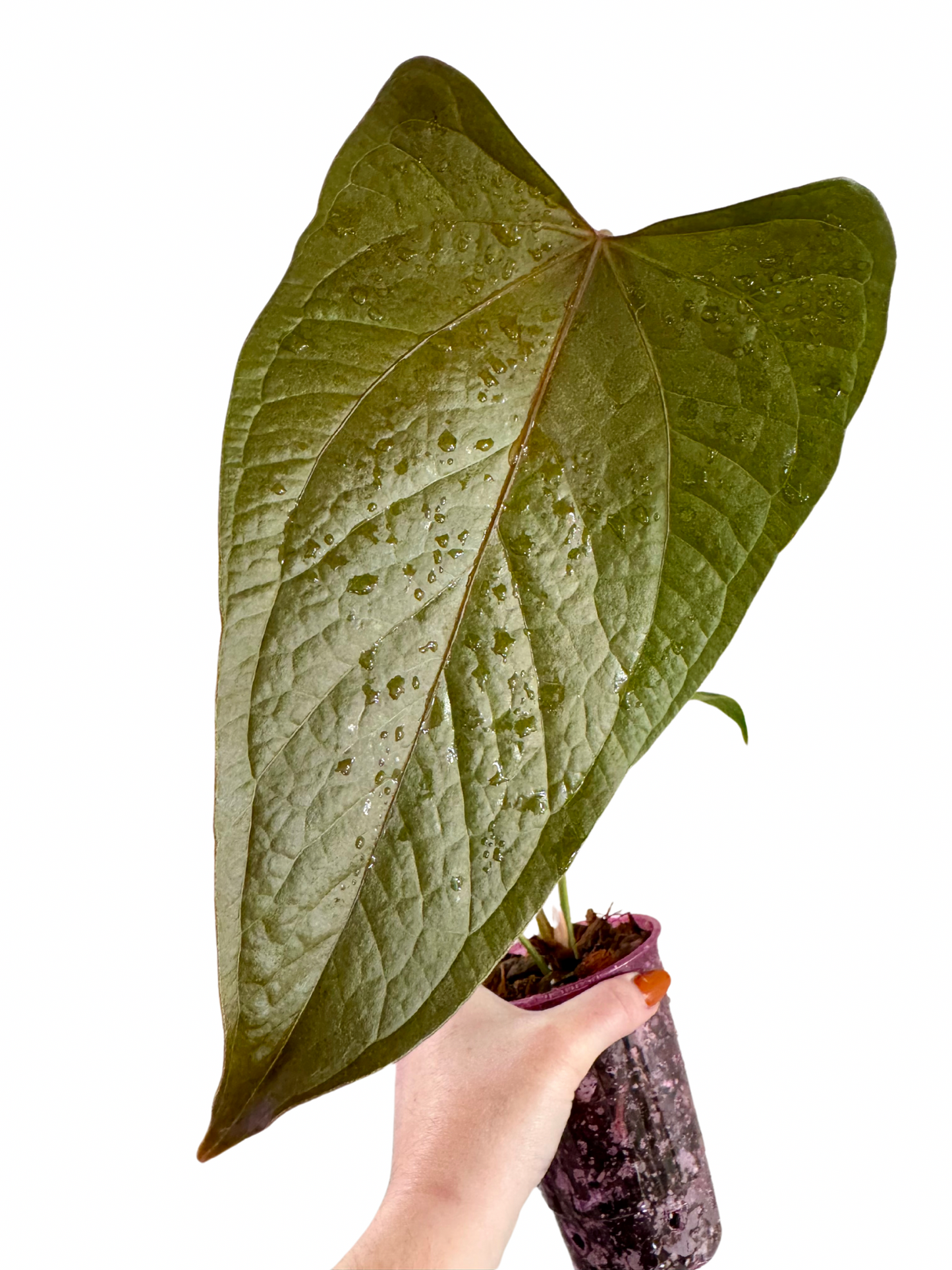 Anthurium Queen of Hearts (A)