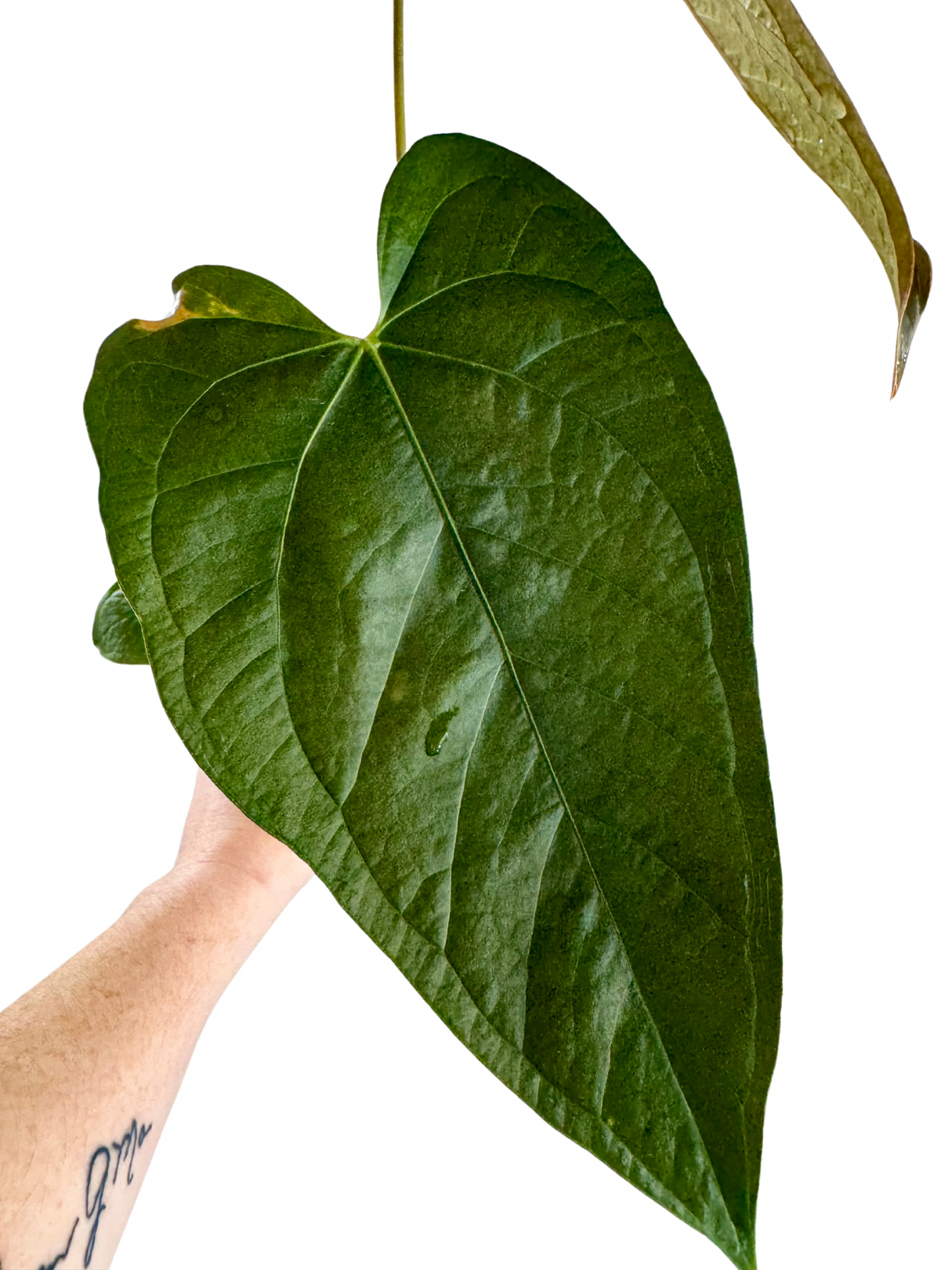 Anthurium Queen of Hearts (A)
