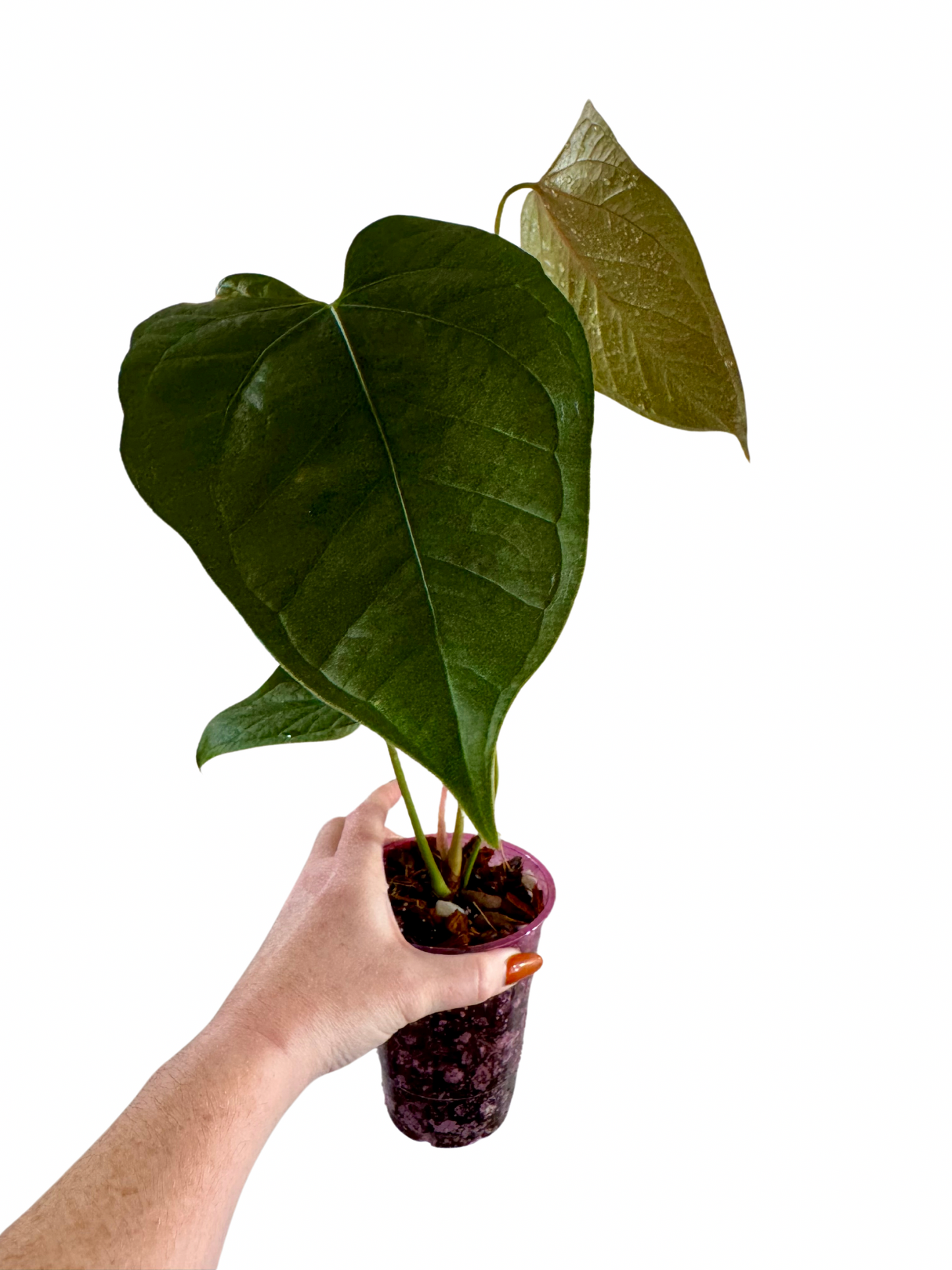Anthurium Queen of Hearts (A)